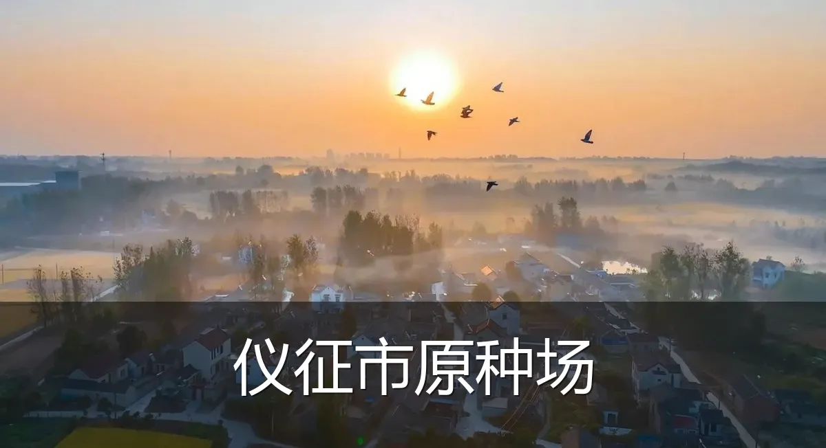 仪征市原种场