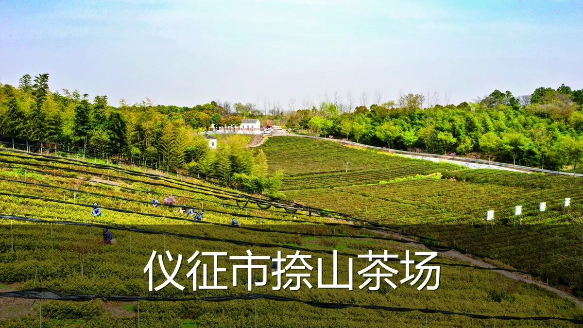 仪征市捺山茶场